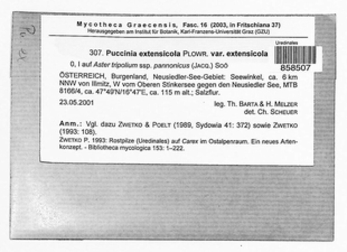 Puccinia extensicola var. extensicola image